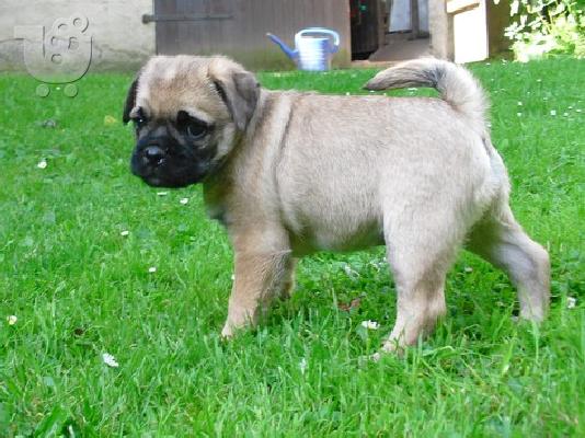 PoulaTo: mops welpen
